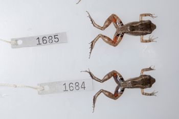 Media type: image;   Herpetology A-148550